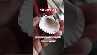 Arca Bivalvia shell geology paleontology shortsvideo study information marine bivalvia arca [upl. by Araeit402]