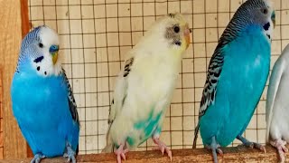 12 Hours of Budgies Singing Playing and Talking  Play For Your Budgie [upl. by Anitnegra637]