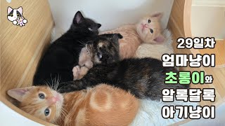 방을 다 돌아다니는 아기고양이 29일차 [upl. by Pearl]