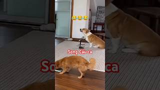 Màn song ca Karaoke cực chất 😂 karaoke dog singing [upl. by Cis830]