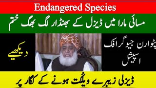 Patwaran Geographic  Endangered species Dieseli Zebray [upl. by Weylin]