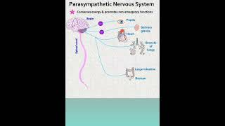 parasympathetic Nervous system drx [upl. by Ymmat348]