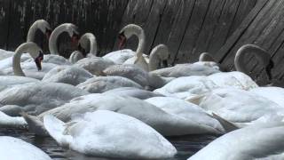 Abbotsbury Swannery is Amazing [upl. by English]