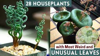 28 Houseplants with Most Weird and Unusual Leaves [upl. by Alliw599]