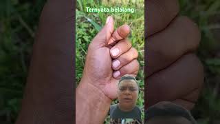 Ternyata belalang nature insects fishing beneficialinsects insectbehavior plants [upl. by Orland74]