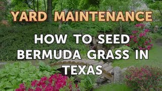 How to Seed Bermuda Grass in Texas [upl. by Anilram]