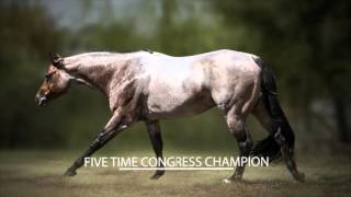 VS Flatline 2010 Bay Roan AQHA Stallion [upl. by Stillmann]