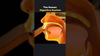 Human digestive System How it works 3danimation [upl. by Esther126]