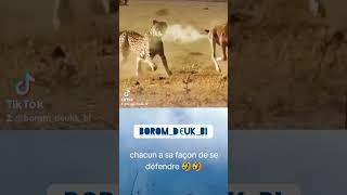 Waouh 🤣🤣🤣 animation duet wildlife animals memes [upl. by Wallache]