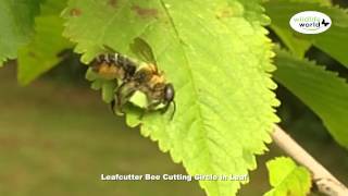 Wildlife World  Leafcutter bee [upl. by Aiouqes]