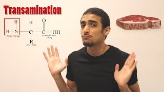 Overview on Amino acid metabolism شرح بالعربي لمصير الأمينو أسيد [upl. by Fugere]