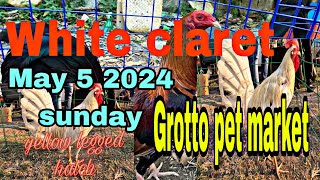 White claretyellow legged hatch may 5 2024 sunday grotto pet market [upl. by Red]