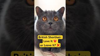 British Shorthair Cat The Pros amp Cons of Owning One britishshorthair britishshorthaircat [upl. by Yart517]