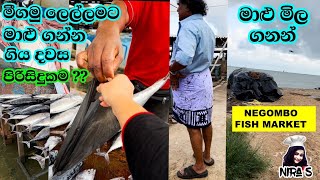 මීගමුවේ ලෙල්ලමට ගිය දවස  negombo fish market  day in my life nira s  මීගමු මාළු මිල ගනන්  fish [upl. by Odradlig854]