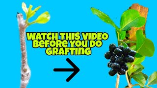 HOW TO GRAFT JAVA PLUM CLEFT GRAFTING DUHAT [upl. by Ahsratal]