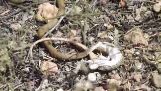 Dahls Whip Snake taking down lizard [upl. by Yztim588]