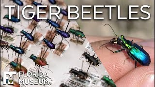 Tiger Beetles Fierce Hunters Fast Movers [upl. by Katee369]