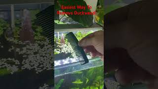 Best Way To Remove Duckweed aquarium fish fishtank [upl. by Ardien]