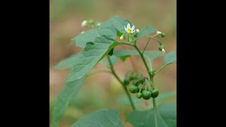 Common plants Scientific name  Solanum nigrum II Family  Solanaceae [upl. by Orual]