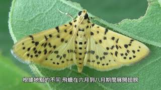 桃枝蛀蟲：Anarsia lineatella，加州杏仁園的害蟲 [upl. by Anirbak]