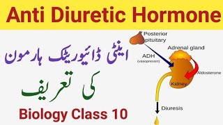 What is Antidiuretic Hormone  Definition of Antidiuretic Hormone  Class 10 [upl. by Mccarthy]