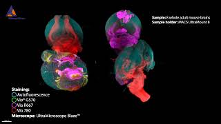 Eight adult mouse brains imaged with UltraMicroscope Blaze™ and MACS® UltraMount 8 Sample Holder [upl. by Hubey]