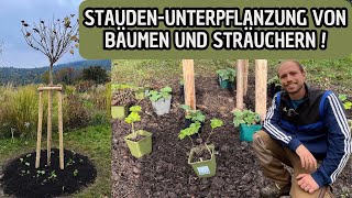 Stauden Pflanzen  So gelingt die Unterpflazung von Bäumen und Gehölzen [upl. by Ennayhc433]