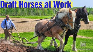 Plowing With Draft Horses and a Walking PlowHorse Drawn Manure SpreaderUpdate on Prince [upl. by Anna-Diane259]