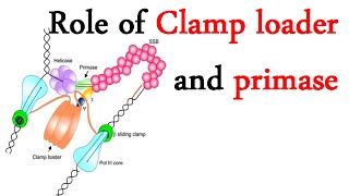 DNA clamp loader and primase [upl. by Myrna163]