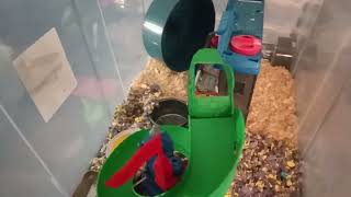 Hamsters Cages by quot Keram quot 8 2  quot Dragon Jailquot [upl. by Till]