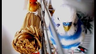 Budgie Courtship Behaviour  セキセイインコの求愛行動 Tsubasa から来たインコ 5 [upl. by Fuld436]