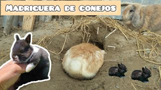 Como realizan los CONEJOS su MADRIGUERA en la Naturaleza OCULTAN a sus CONEJITOS BEBES 🐇😲 [upl. by Rodger]