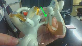 EAR ANATOMY anatomical model of the ear  practical exam tutorial [upl. by Ferdinana971]