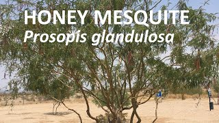 Honey Mesquite  Prosopis glandulosa [upl. by Akitahs]