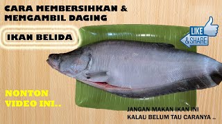 Cara Membersihkan Dan Mengambil Daging Ikan Belida [upl. by Dewar]