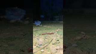 Coconut worm god 😮🪱 shorts shortsfeed shortvideo [upl. by Arit]