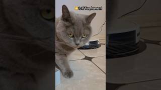 How to make your cat busy 😺 Mongsil cat cutecat britishshorthair catlover shorts [upl. by Ilram]