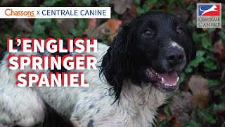 LENGLISH SPRINGER SPANIEL  Chassons x Centrale Canine [upl. by Forkey954]