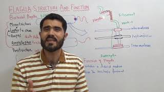 Bacterial Flagella structure and function and types of Bacteria on the basis of flagella Lec 7 [upl. by Anelam]