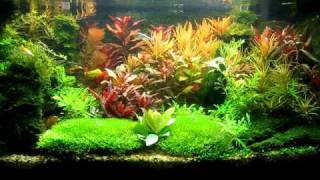 My 25 Gallon Planted Tank Update 51010 [upl. by Nolie834]