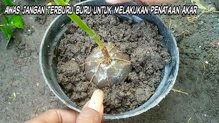 ILMU PENTING DALAM BUDIDAYA BONSAI [upl. by Ardnwahs]