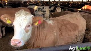 Kepaks feedlot in Co Meath [upl. by Phipps]