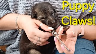 Baby GSD Puppies Have Claws Nails Clipped [upl. by Oeak]