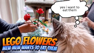 LEGO FLOWERS AND HUNGRY CATS [upl. by Nnaharas]