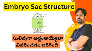 Embryo sac Structure Explained in Easy Way [upl. by Enilrae]