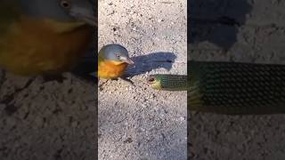 bird vs snake  blind snake shortvideo shorts short LiveJungleTv [upl. by Lilithe]