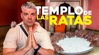 Aqui las RATAS COMEN con las PERSONAS 🇮🇳  El templo de las ratas 🐀 [upl. by Nyladnar959]