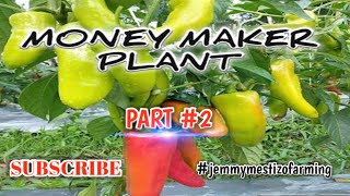 HOW TO GROW SWEET PEPPER ATSAL FARMING  MONEY MAKER PLANT PART 2 [upl. by Ardnahc]