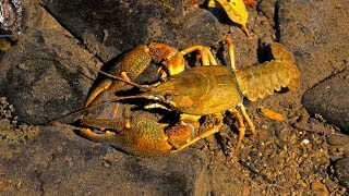 European wildlife – Noble crayfish Astacus astacus [upl. by Aeret]