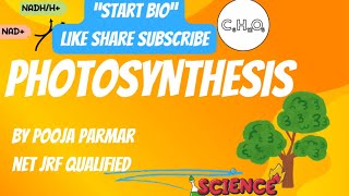 Photosynthesis In Higher Plants  Non Cyclic Photophosphorylation  Cyclic Photophosphorylation [upl. by Nishi450]